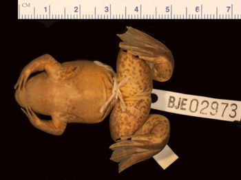 Media type: image;   Herpetology A-140111